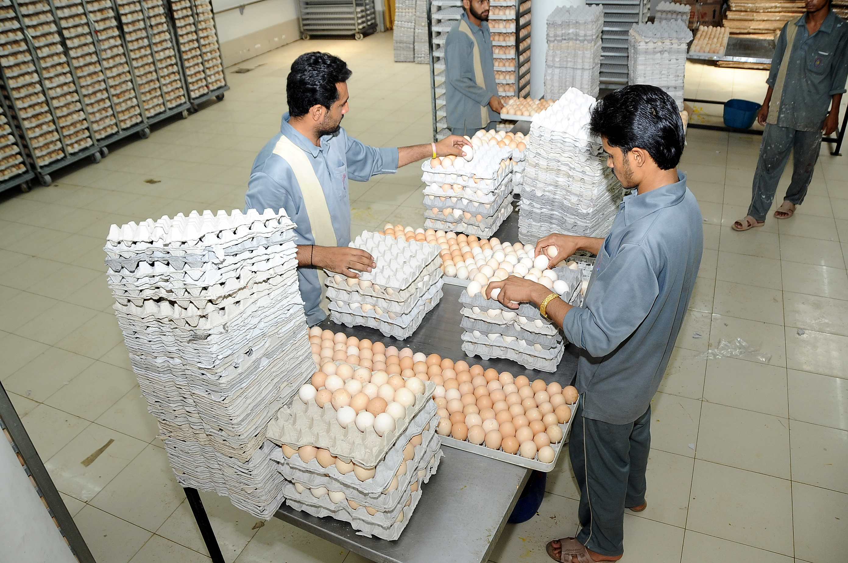 Hatchery — Gallery Photo